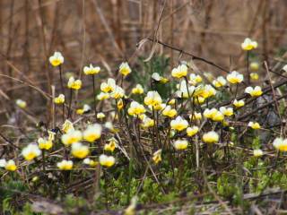 ������� ������