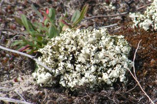 ������������� �������