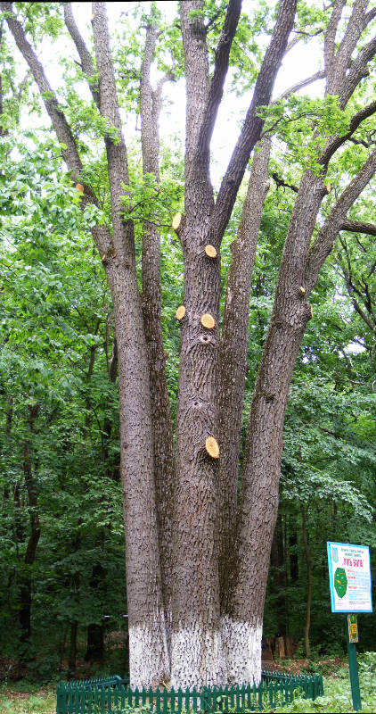 ���� �������