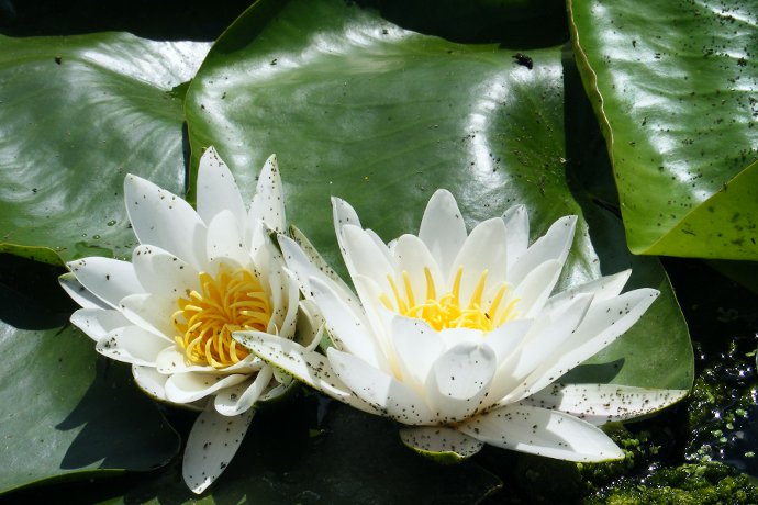 ��������