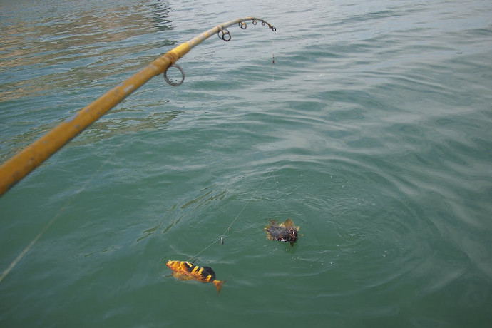 ������ �����