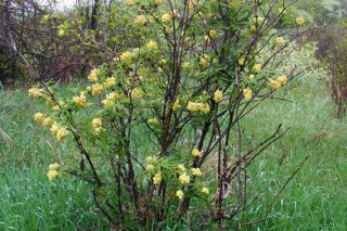 �������� ����