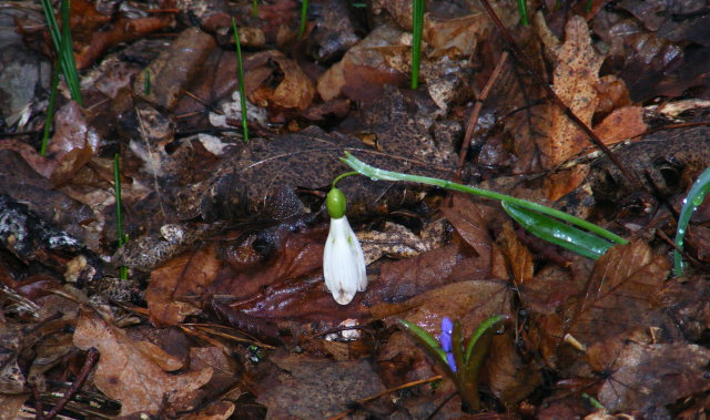 ���������� ���������� (Calanthus plicatus)