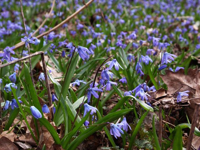 ������ ���������