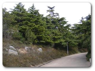 �����. ����� �����