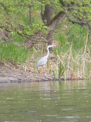 ����� �����