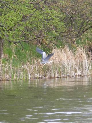 ����� �����