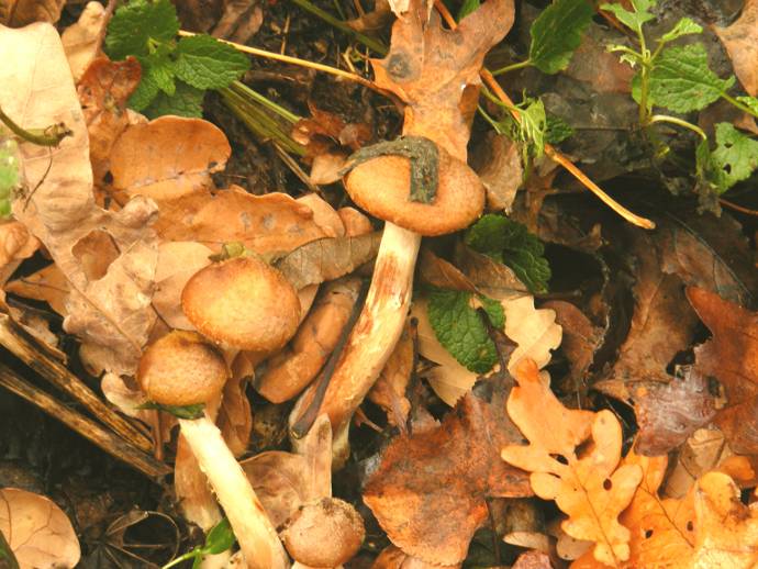 ������ �����