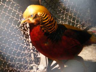 ������� �����